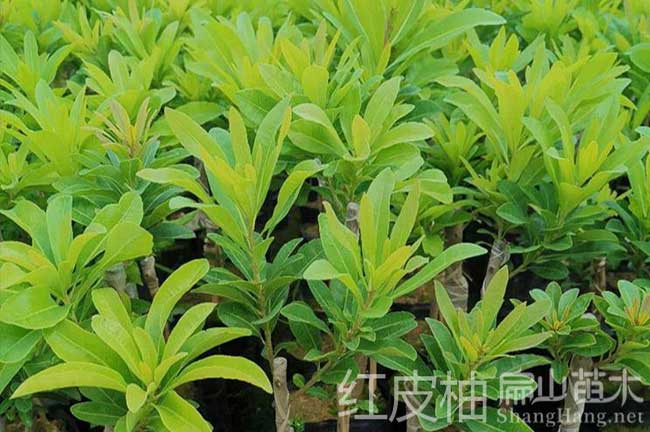 福建楊梅苗培育