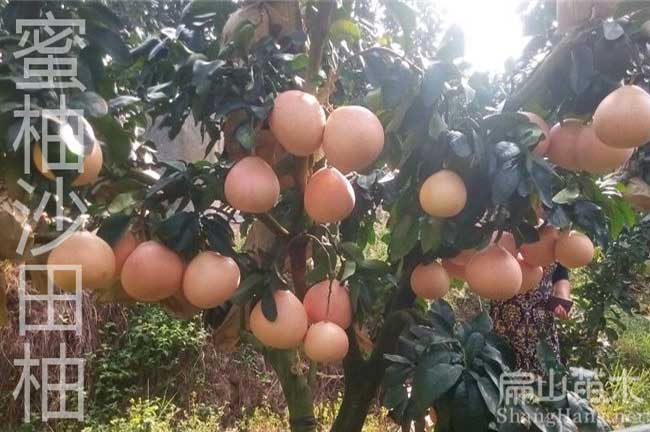 廣東沙田柚子樹種植