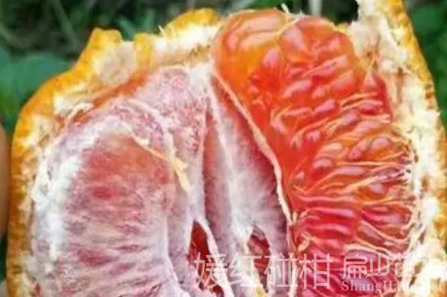 南寧紅皮柚子苗栽培種植標(biāo)準(zhǔn)示范基地 南寧紅皮柚子樹-扁山油茶