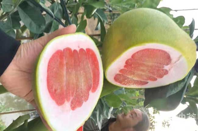 柚子苗批發(fā)