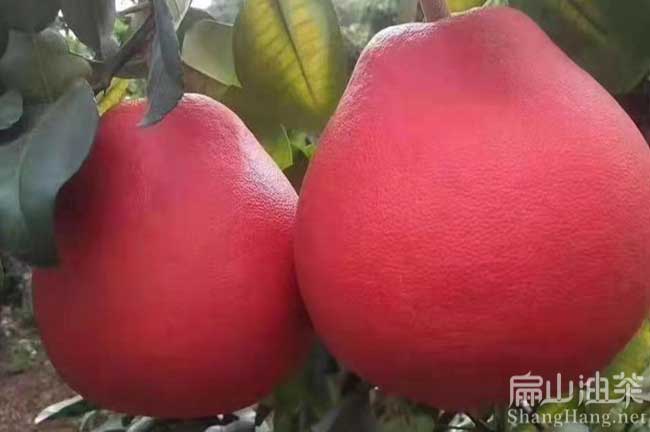 寧德紅皮油茶苗