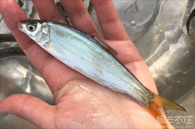福建冷水魚苗批發(fā)
