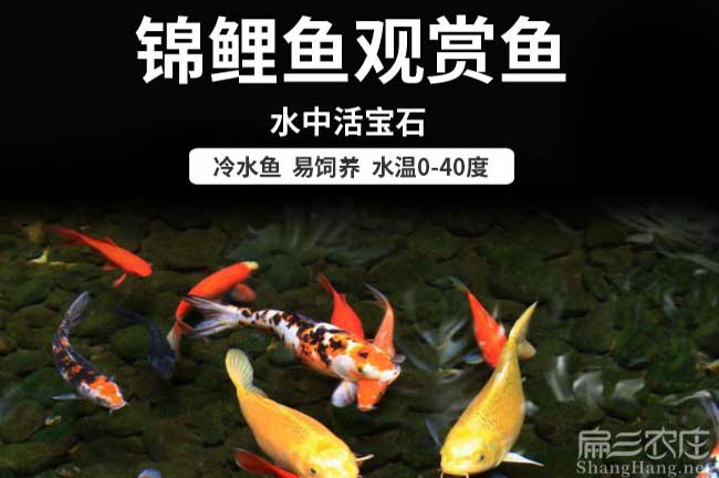 福建觀賞魚養(yǎng)殖
