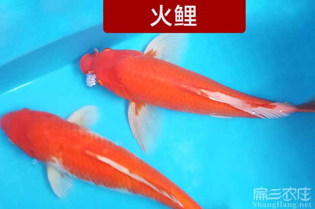 漳州觀賞魚養(yǎng)殖