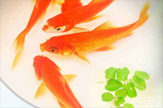 福建鱘魚苗批發(fā)
