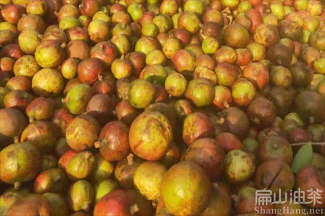 中國(guó)茶籽回收