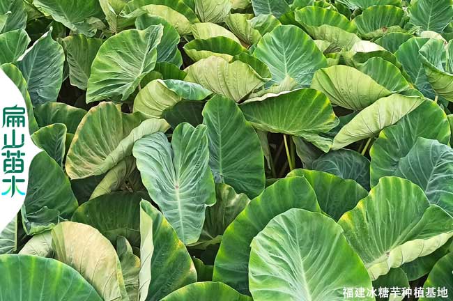 龍巖小芋頭批發(fā)