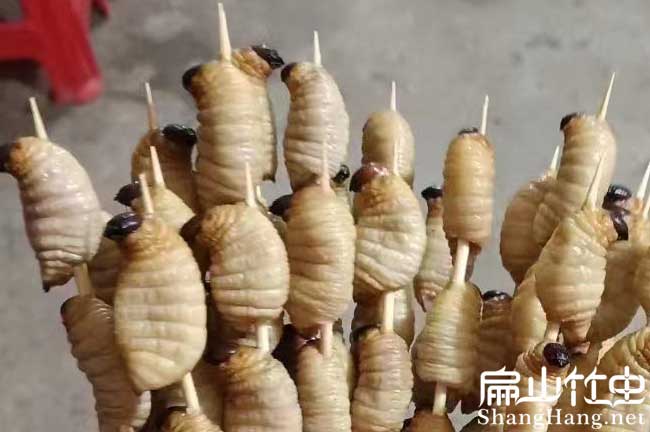 2023扁山廣東竹蟲養(yǎng)殖基地 廣東竹蟲種苗多少錢一對(duì)批發(fā)價(jià)格茂名