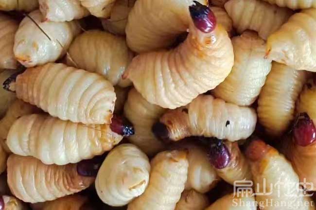 陜西竹蟲(chóng)養(yǎng)殖