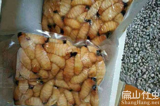 廣西竹蟲批發(fā)