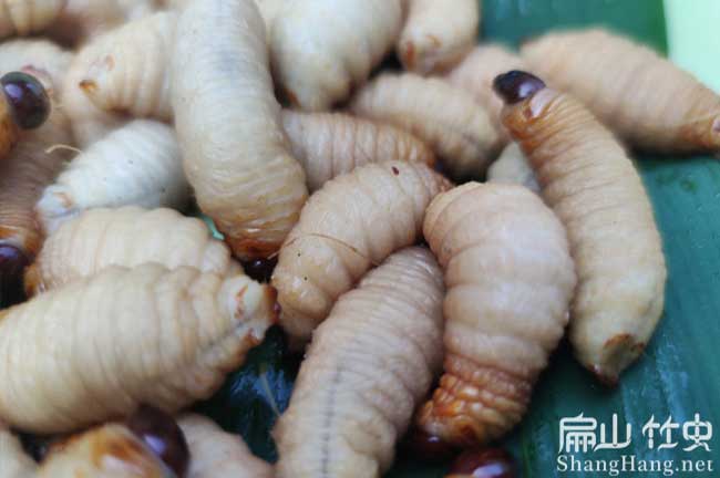 中國竹蟲批發(fā)