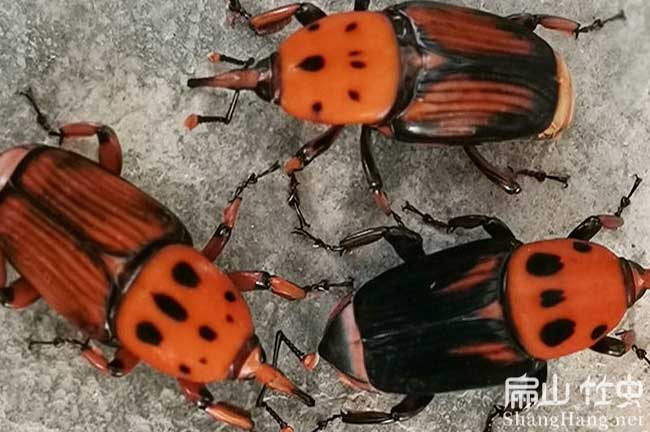 貴港竹蟲養(yǎng)殖