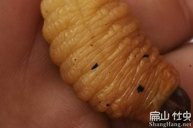 云南竹蟲批發(fā)