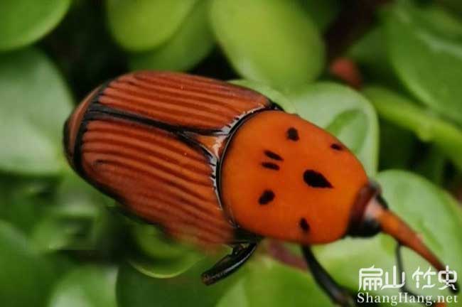 竹蟲養(yǎng)殖技術(shù)