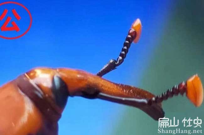 母竹蟲批發(fā)