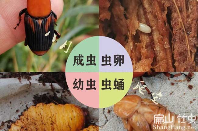 中國竹蟲種苗批發(fā)