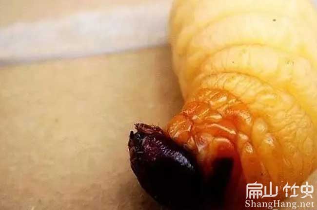 竹蟲養(yǎng)殖技術