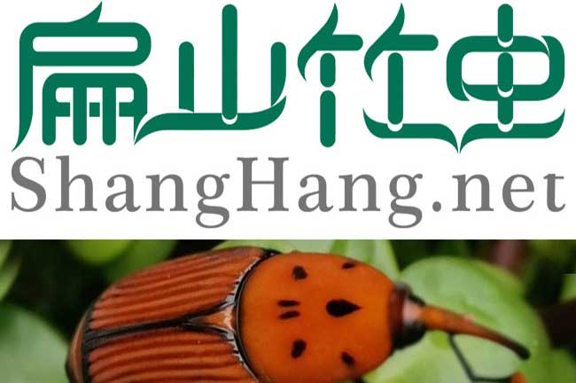 云南竹蟲養(yǎng)殖銷路冰凍 云南臨滄竹蟲種苗批發(fā)價(jià)格多少錢一對(duì)