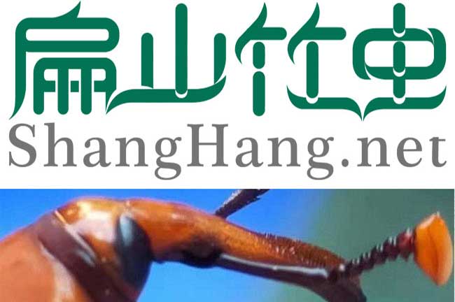 中國竹蟲批發(fā)