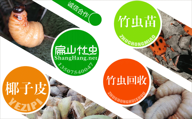 福建竹蟲(chóng)養(yǎng)殖