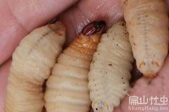 中國商品竹蟲回收