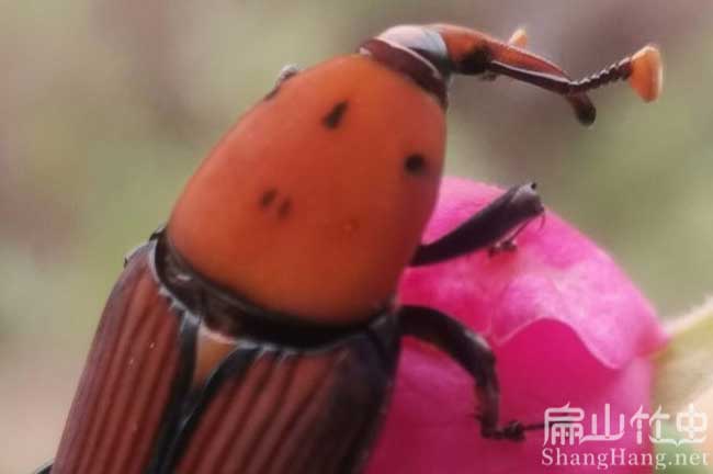 福建竹蟲種苗批發(fā)