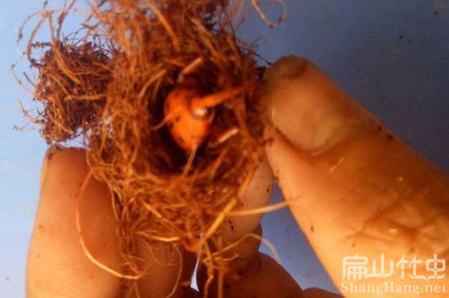 貴州竹蟲批發(fā)