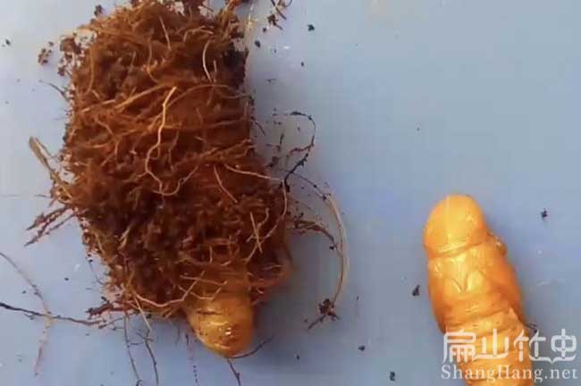 竹蟲(chóng)人工繁殖