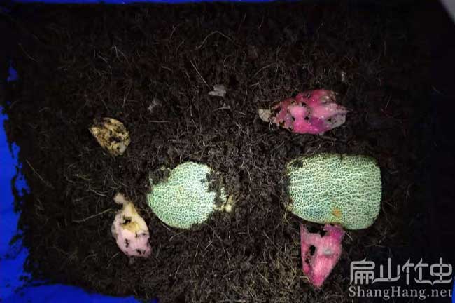 南寧竹蟲(chóng)養(yǎng)殖技術(shù)