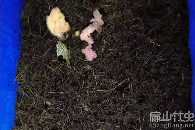 來(lái)賓商品竹蟲(chóng)