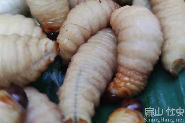 竹蟲活體批發(fā)