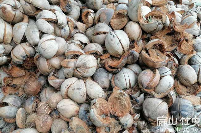 竹蟲吃的飼料