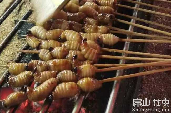 扁山竹蟲吃什么？主食面粉和椰糠食物 竹蛆蟲怎么喂養(yǎng)