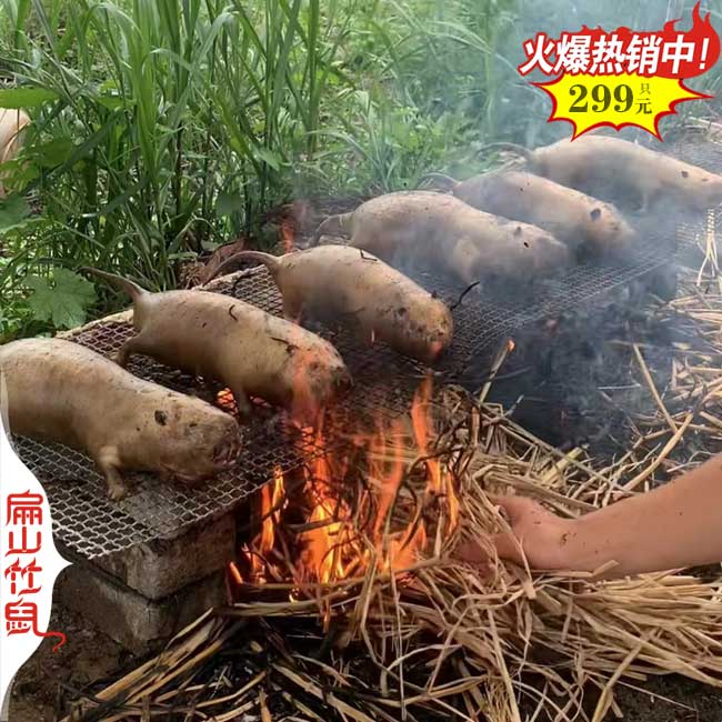 河池竹鼠批發(fā)