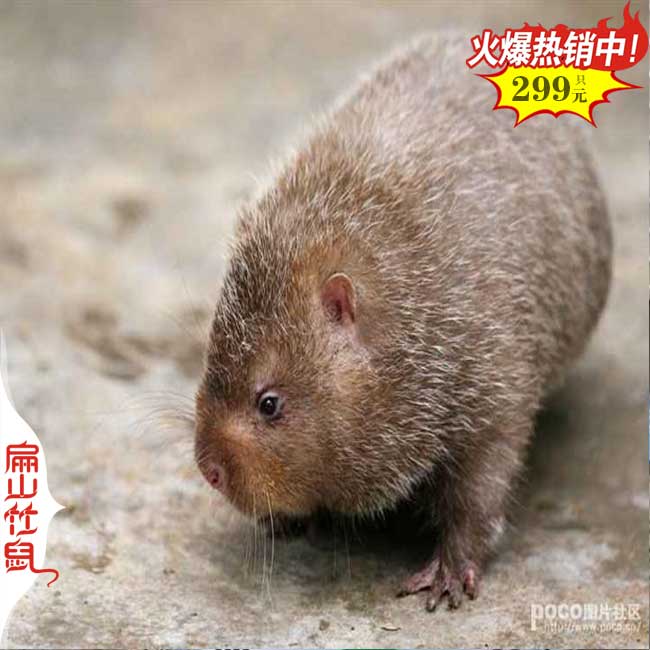 湖北大型竹鼠養(yǎng)殖基地 湖北中華竹鼠種苗批發(fā) 370元/對(duì)價(jià)格