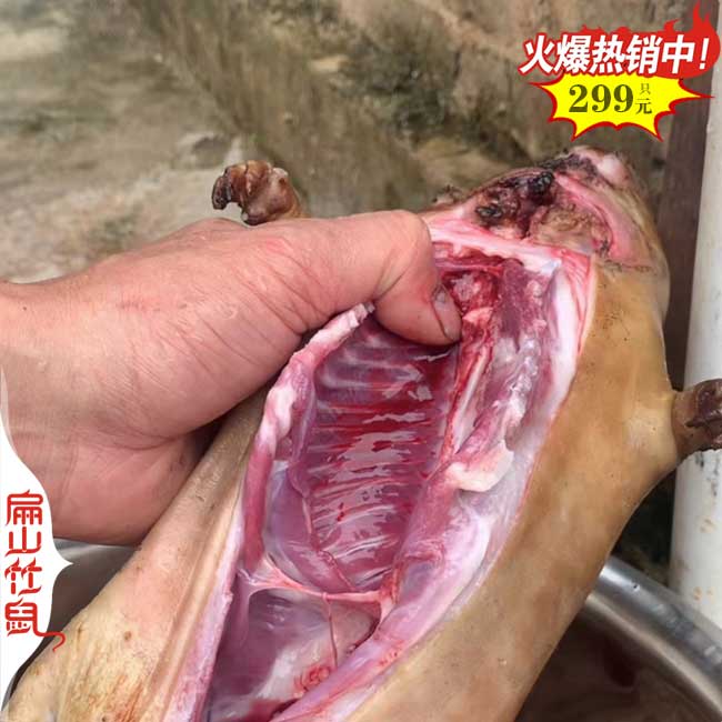 長沙岳陽湘潭有竹鼠豚鼠養(yǎng)殖大型基地 一對(duì)黑彩豚荷蘭豬38元