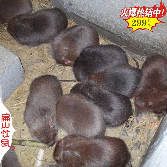 2024年現(xiàn)在養(yǎng)竹鼠還有前景嗎 種苗多少錢一只 成本利潤(rùn)如何