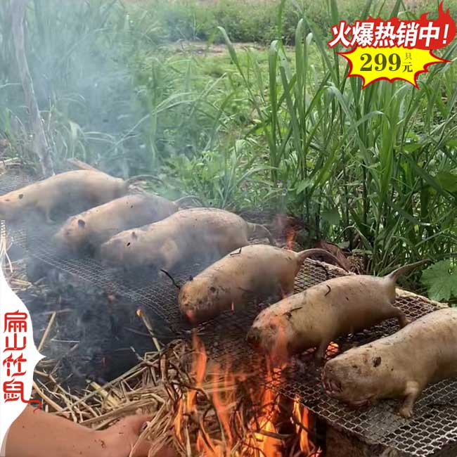 景德鎮(zhèn)哪里有竹鼠養(yǎng)殖廠 種苗規(guī)?；?萍鄉(xiāng)適合養(yǎng)殖竹鼠嗎