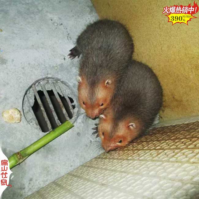 2024福建廣西購買10對.20對.50對竹鼠種苗價格多少錢？