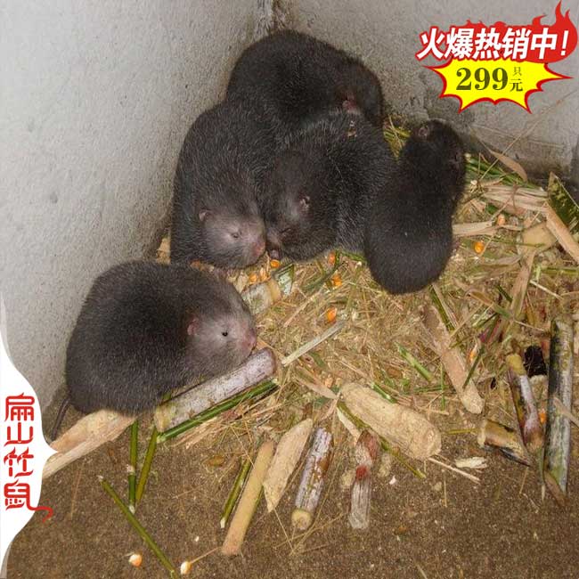 清遠(yuǎn)竹鼠養(yǎng)殖場(chǎng)所