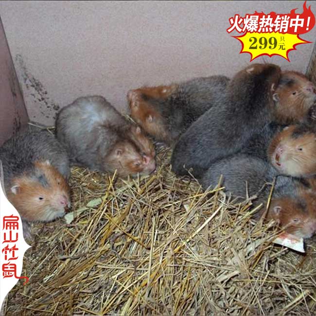 大型株洲衡陽竹鼠T豚鼠養(yǎng)殖基地郴州 6-8兩1斤種苗480元/對(duì)