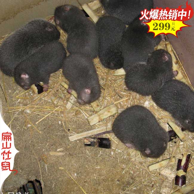 一家貴港百色的竹鼠養(yǎng)殖規(guī)?；?2024竹鼠種苗價(jià)格390元/對(duì)