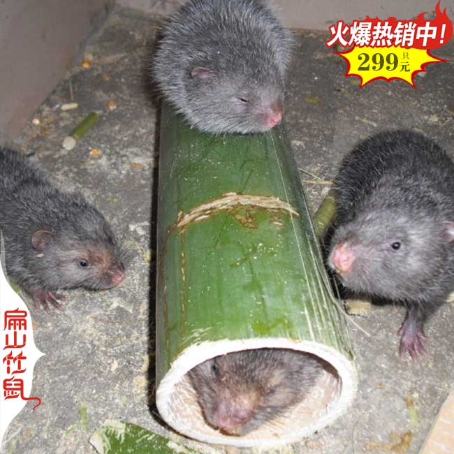 貴州2024竹鼠養(yǎng)殖場(chǎng)+基地+公司安順都勻福銅仁畢節(jié)凱里490元