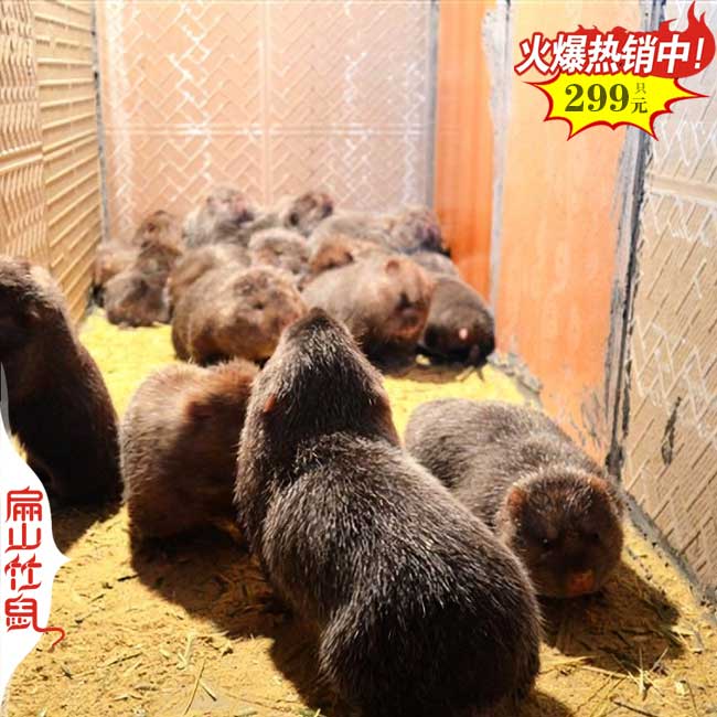 純正散養(yǎng)福建野兔石蛙竹鼠養(yǎng)殖種苗基地 寧德三明南平10萬只