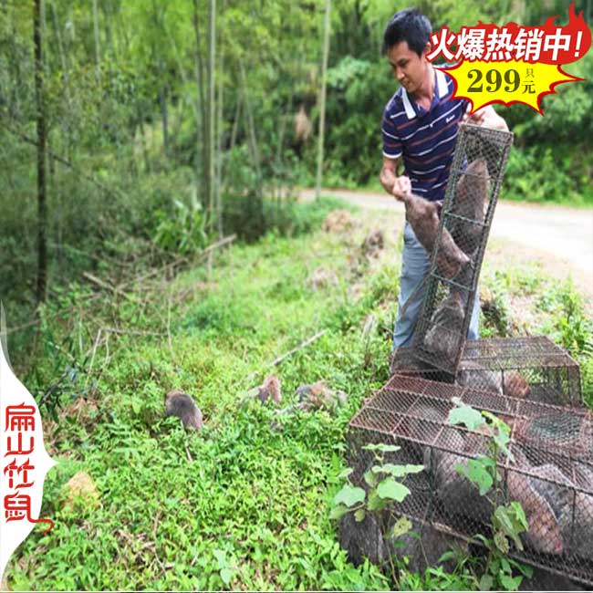 福建金線(xiàn)蓮種苗