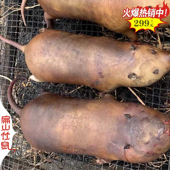 天門(mén)竹鼠批發(fā)