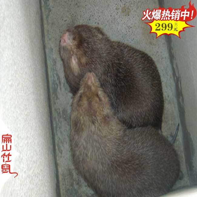 620對(duì)竹鼠種苗 貴州凱里竹鼠養(yǎng)殖大型基地 2024養(yǎng)竹鼠有賺錢