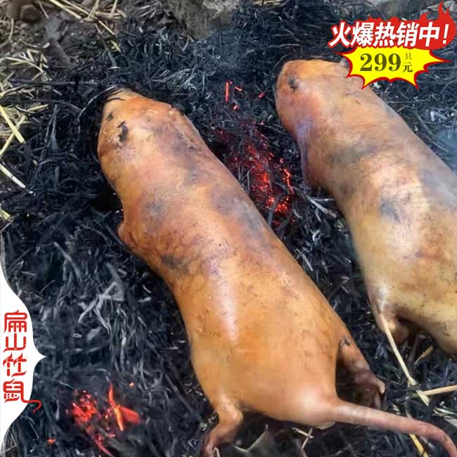 銷路浙江竹鼠養(yǎng)殖基地 批發(fā)冰凍商品竹鼠種苗價(jià)格 T紹興臺州