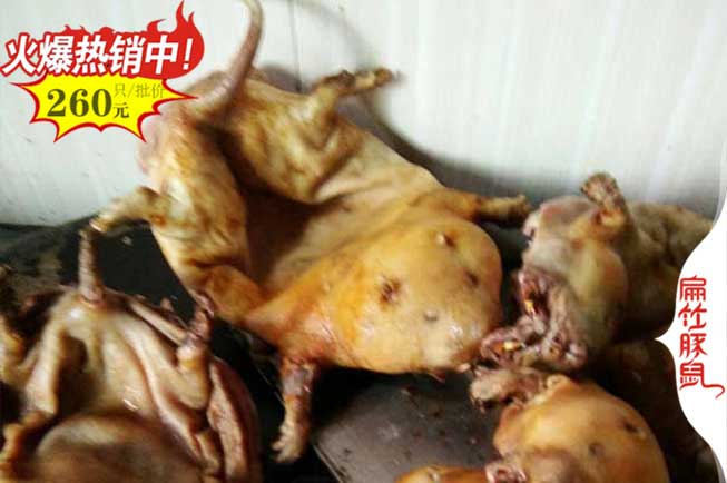 玉林竹鼠價(jià)格