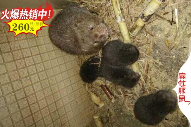 賀州竹鼠養(yǎng)殖場